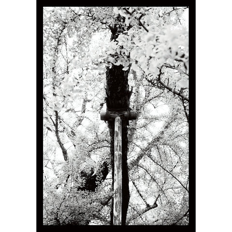 Upside-down Gingko, Nishi Hongon-ji, Shimogyō-ku, Kyoto